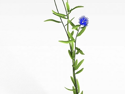 现代园林植物