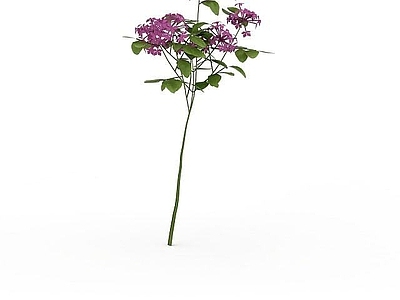 现代紫花植物