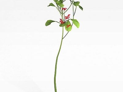 现代景观花草