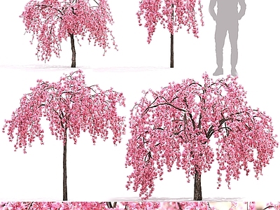 其他树木