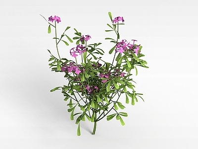 园林花草
