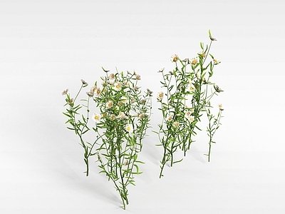 现代公园观赏植被