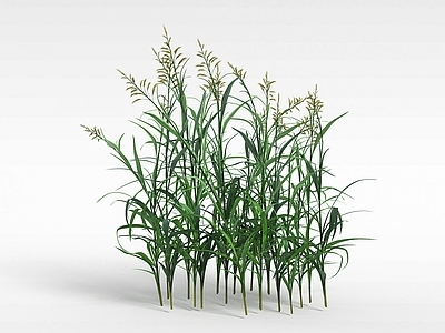 现代绿草