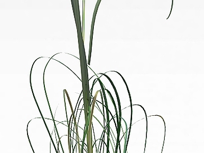 现代芦苇
