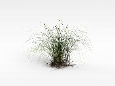 现代野草