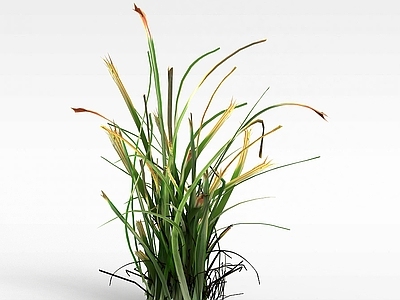 现代黄花