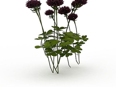 现代观赏花草