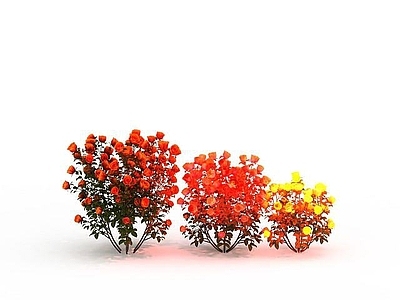 现代花株