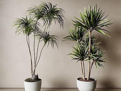 盆栽 植物盆栽 绿植盆栽 客厅盆栽 现代盆栽 阳台盆栽