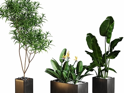 盆栽 现代盆栽植物组合 天堂鸟