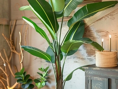 盆栽 现代绿植盆栽