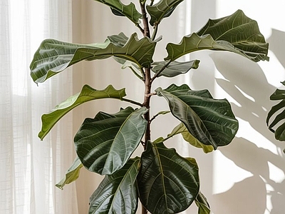 盆栽 现代绿植盆栽