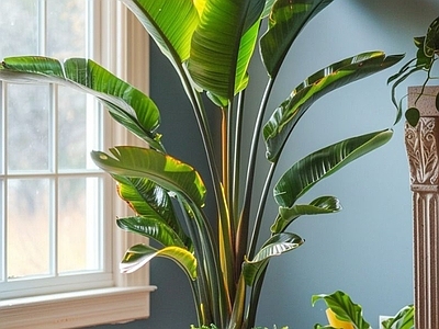 盆栽 现代绿植盆栽