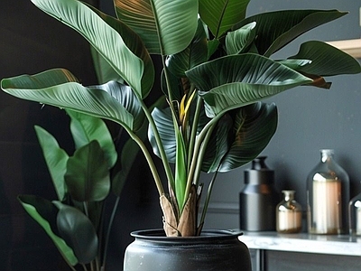 盆栽 现代绿植盆栽