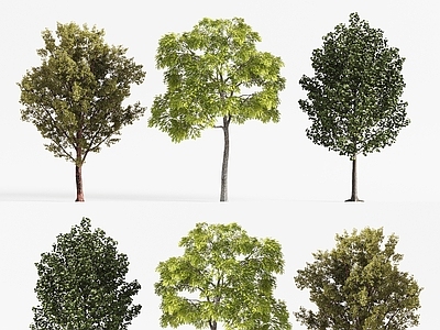 树池 现代树木 景观树 果树 庭院树木 行道树