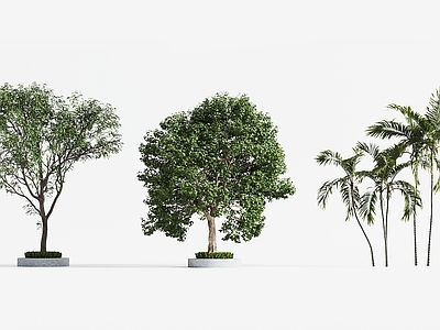 景观树 景观树 行道树 现代树木 庭院树木