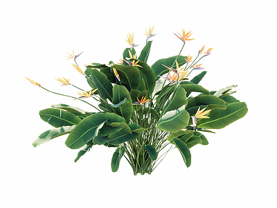 花草 鹤望兰 鸟蕉 热带植物 3d草花 花境