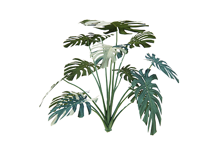 花草 龟背竹 3d草本 热带植物 花境 室内绿植