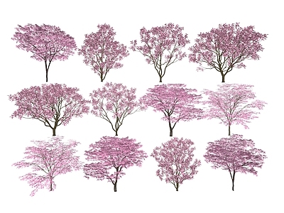 乔木 樱花