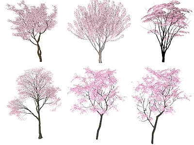 乔木 樱花 3d植物 景观植物