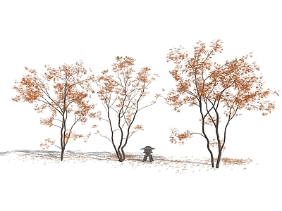 乔木 乌桕 景观树