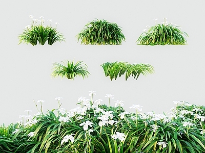 花草组合 现代乔木灌木 扁竹兰兰花扁竹 扁竹鸢尾扁竹都拉