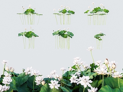 花草组合 现代荷花 莲花芙蓉菡萏芙蕖 水芝水芸水芸泽芝 芬陀利花水旦草 水宫仙子中国莲