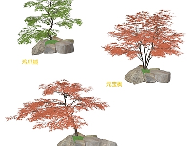 乔木 鸡爪槭 红枫 元宝枫
