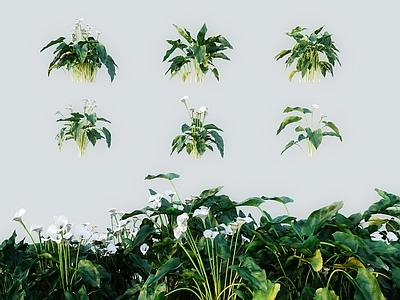 花草组合 现代马蹄莲 慈姑花水芋野芋 海芋百合慈菇花花 黑叶观音莲黑叶芋 龟甲观音莲观音莲
