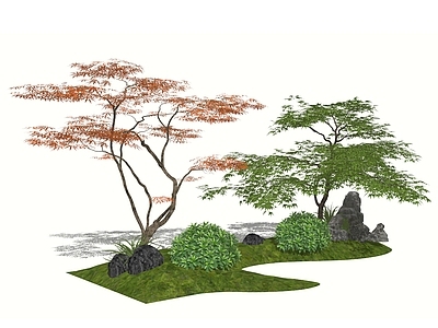 乔木 红枫 鸡爪槭 地形 灌木