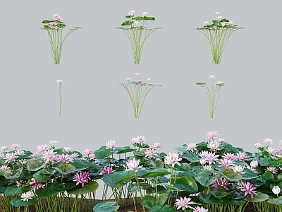 花草组合 现代草 灌木 睡莲睡莲花荷花 蕖兰水莲子午莲 荷兰百合水芹花