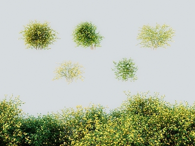 灌木 现代灌木棣棠花 蜂棠花黄度梅金碗 金棣棠梅黄榆梅 地藏王花麻叶棣棠