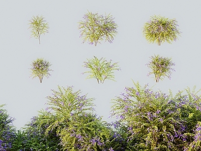 灌木 现代灌木假连翘 番仔刺篱笆树洋刺 桐青白解花墙刺