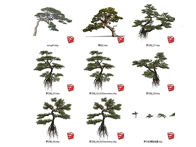乔木 松树 点睛树 大树