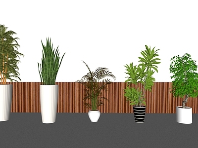 盆栽 绿植盆栽