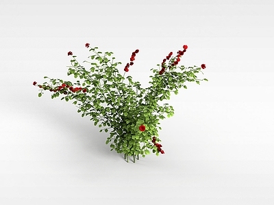 现代红色花株