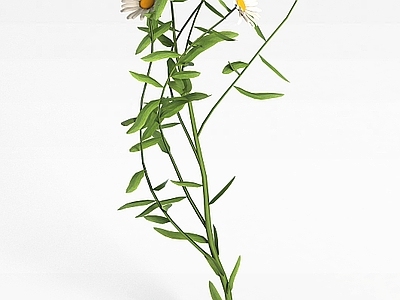 现代野生花株