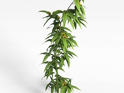 现代花枝