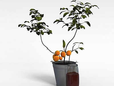 现代果树盆栽