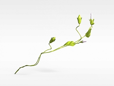 现代牵牛花