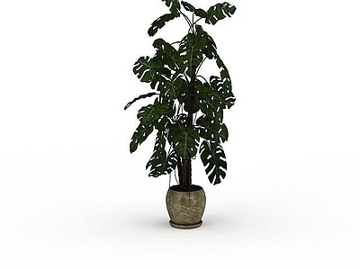 现代扇叶植物盆栽