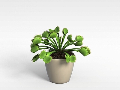现代异形植物