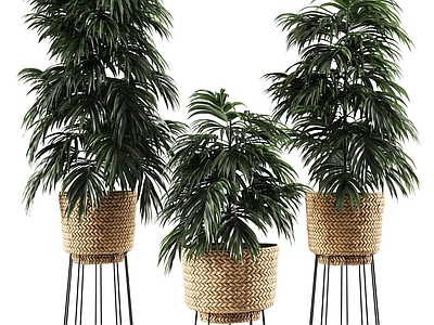 盆栽