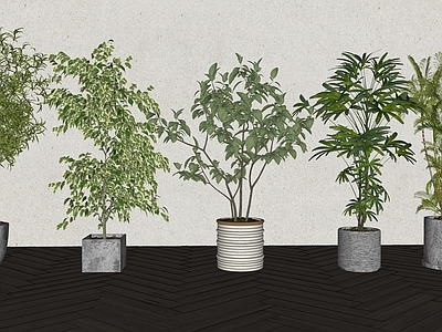 盆栽 现代森系植物盆栽