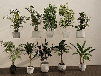 盆栽 现代森系植物盆栽