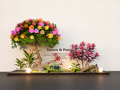 植物组合 植物组合 花箱花镜 三角梅 绿植花草组团