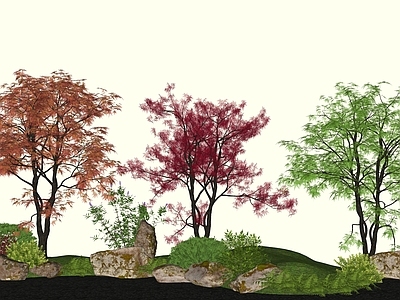 植物组合 现代景观树鸡爪槭 造型枫树 庭院树 石头微地形