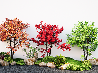 植物组合 现代景观树鸡爪槭 造型枫树 庭院树 石头微地形