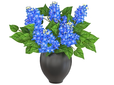 盆栽 花卉 蓝色绣球花 花瓶 蓝色花朵