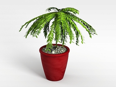 现代室内装饰性小树盆栽